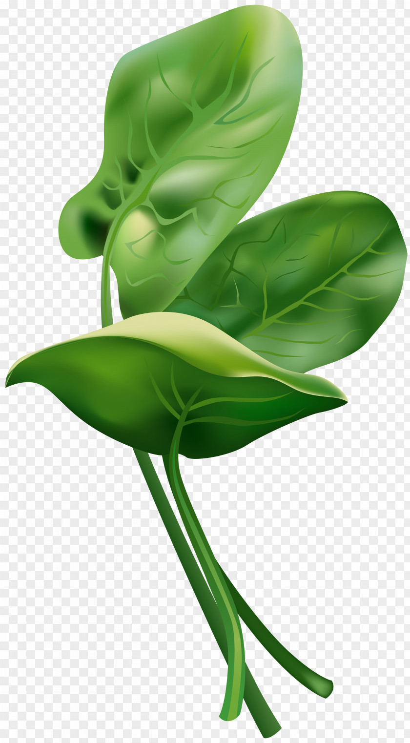 Spinach Free Clip Art Image PNG