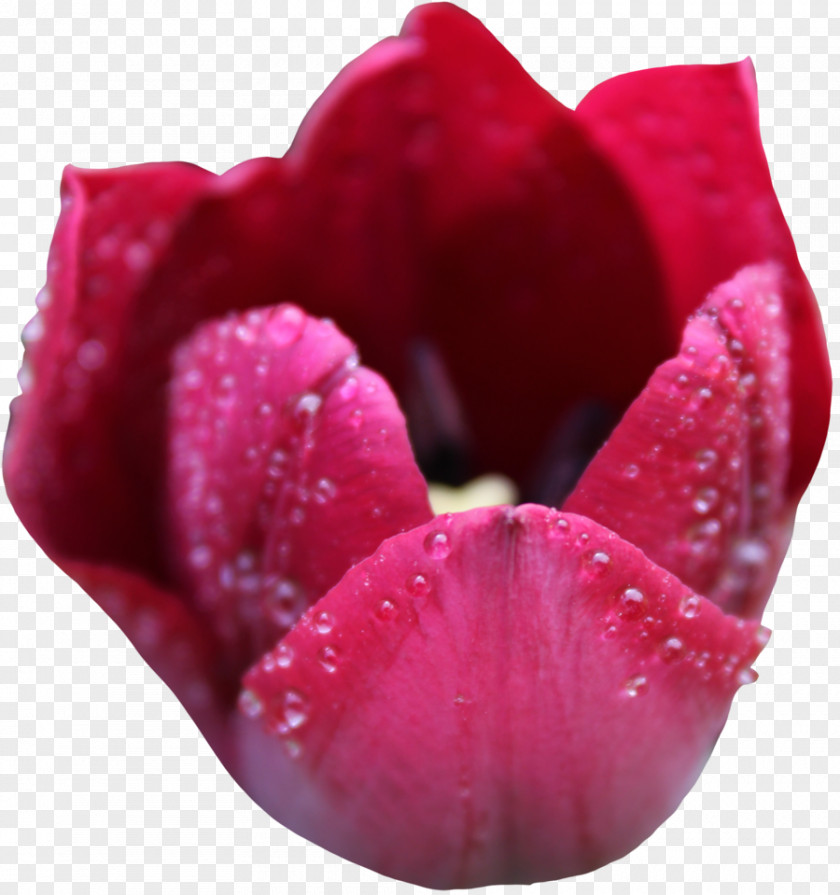 Tulip Flower Clip Art PNG