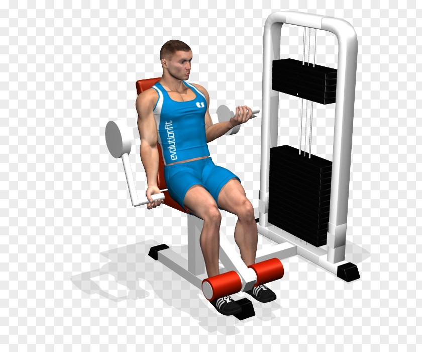 Arm Weight Training Biceps Curl Exercise Machine PNG