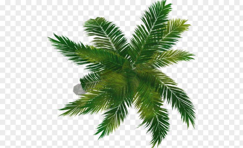 Palm Top Fir Arecaceae Evergreen Spruce Pine PNG