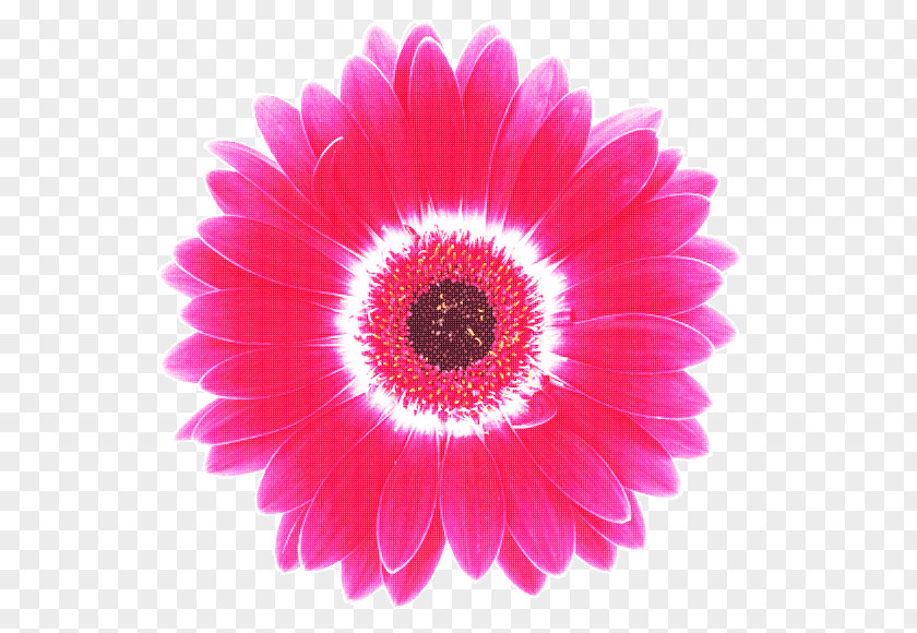 Private Appointment Transvaal Daisy Cut Flowers Petal Magenta PNG