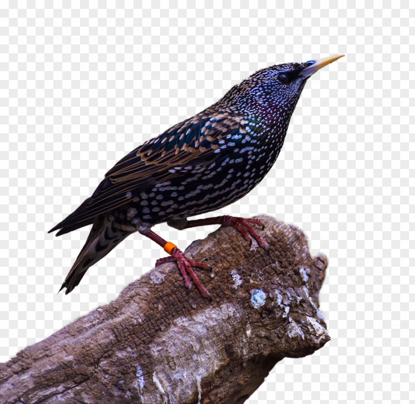 Raven HD Bird Common Download PNG