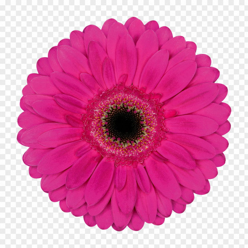 Transvaal Daisy Paper Cut Flowers Party Dentist PNG