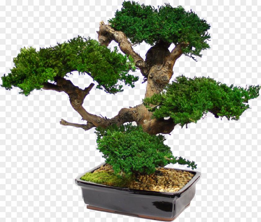 Bonsai Tree Japanese Maple Garden Interior Design Services PNG