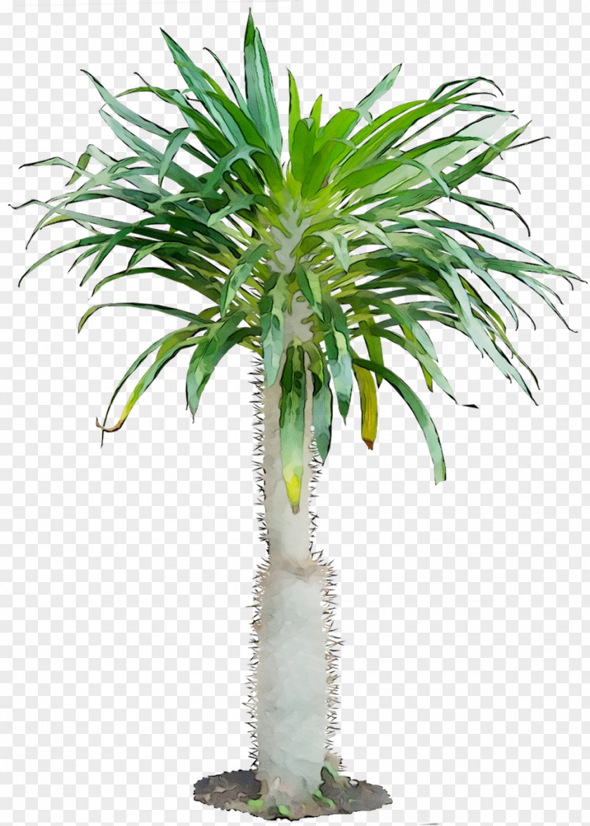 Flowerpot Houseplant Satakentia Cordyline Tree PNG