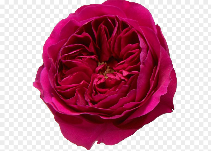 Rose Garden Roses Flower Pink PNG