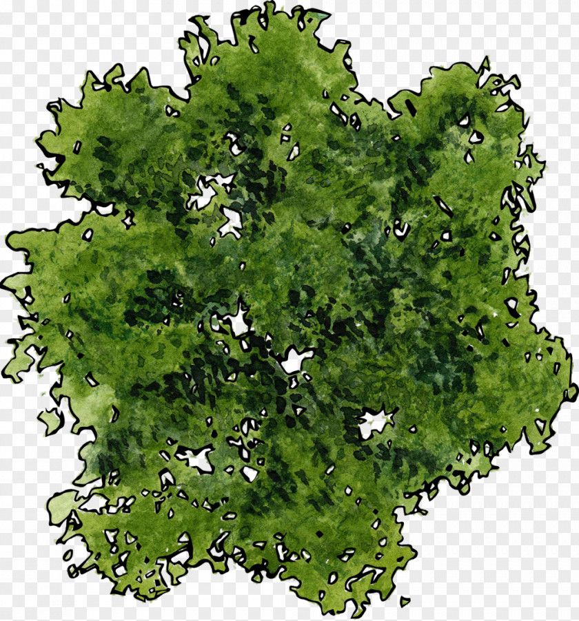 A Top View Of Green Tree PNG