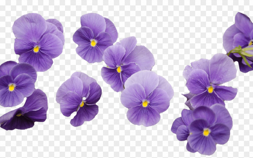 Flower Cut Flowers Violet Purple Yellow PNG