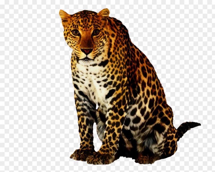 Leopard Clip Art Cheetah Jaguar PNG