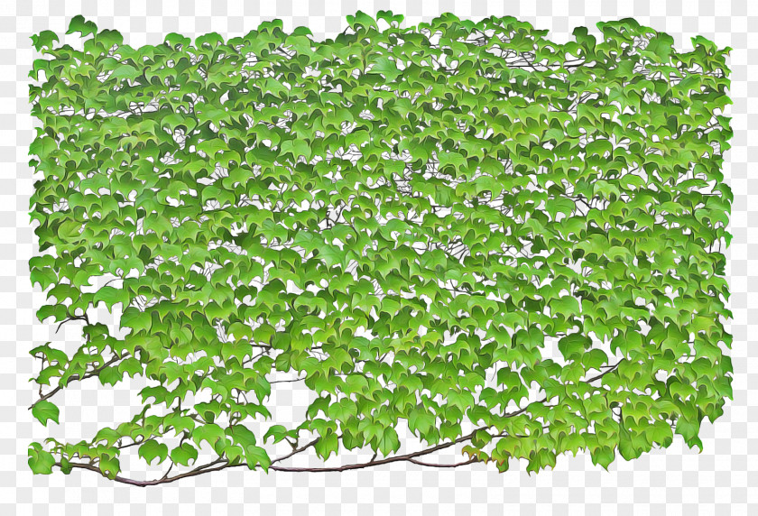 Morning Glory Aquarium Decor Green Grass Background PNG