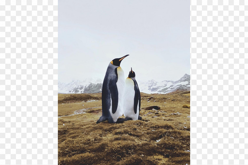 Penguin King PNG