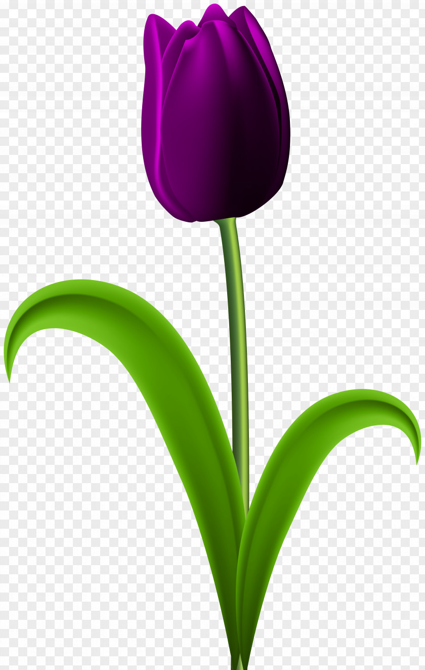 Purple Tulip Transparent Clip Art Image PNG