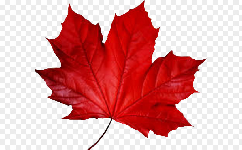 Red Leaf Maple Smule Autumn PNG