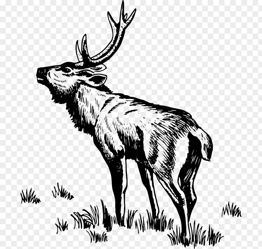 Reindeer Elk Moose Clip Art PNG