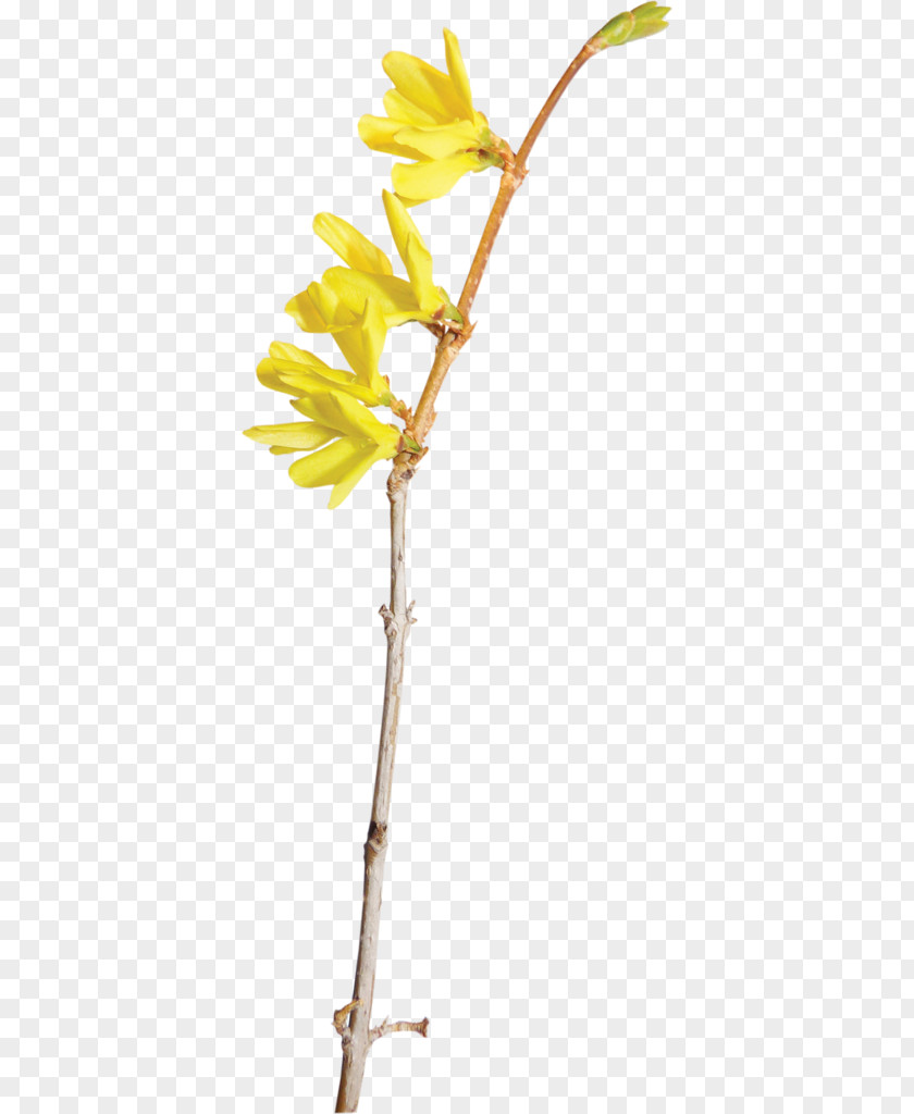 Yellow Floral Elements Flower Color PNG
