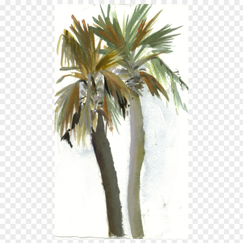 Coconut Asian Palmyra Palm Babassu Date Arecaceae PNG
