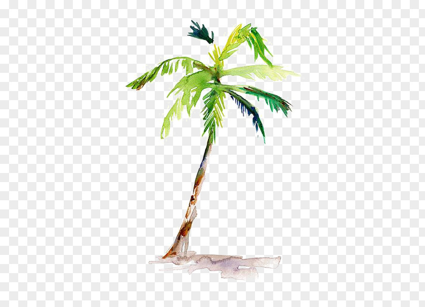 Coconut Tree Watercolor Painting Arecaceae Drawing PNG