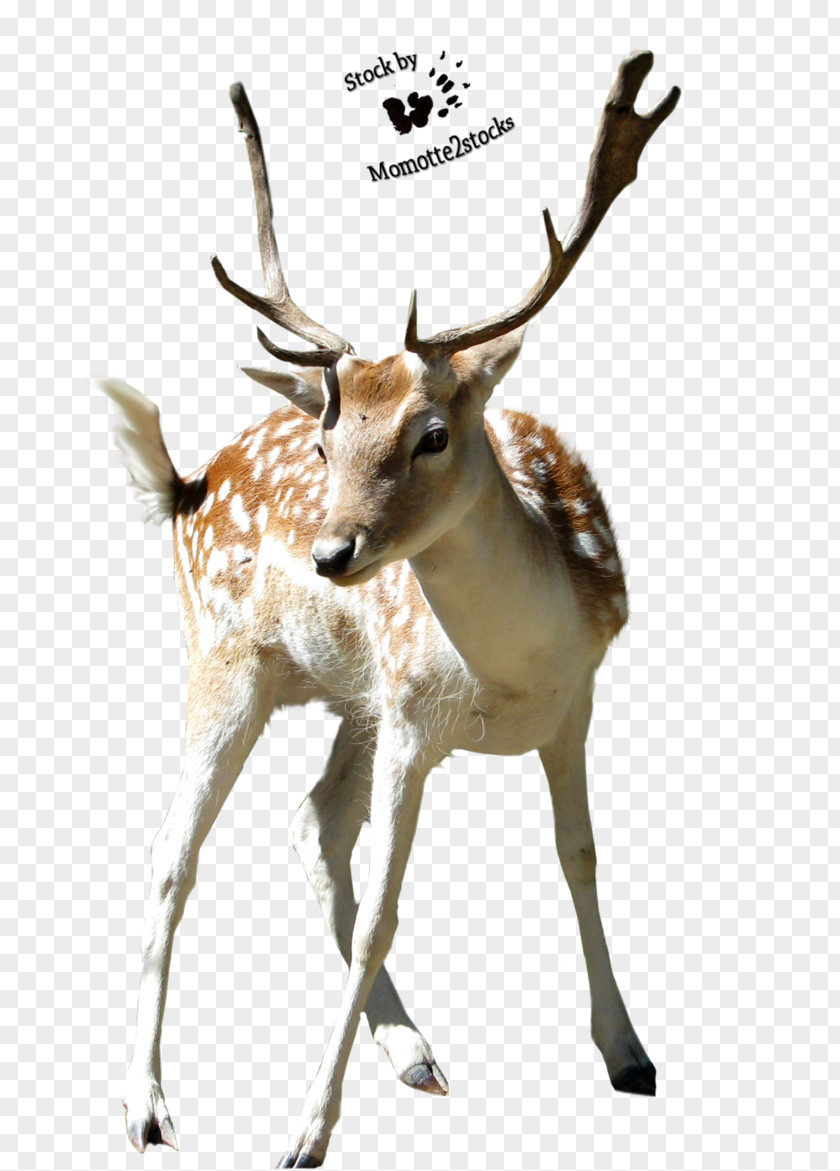 Deer Transparent Clip Art PNG