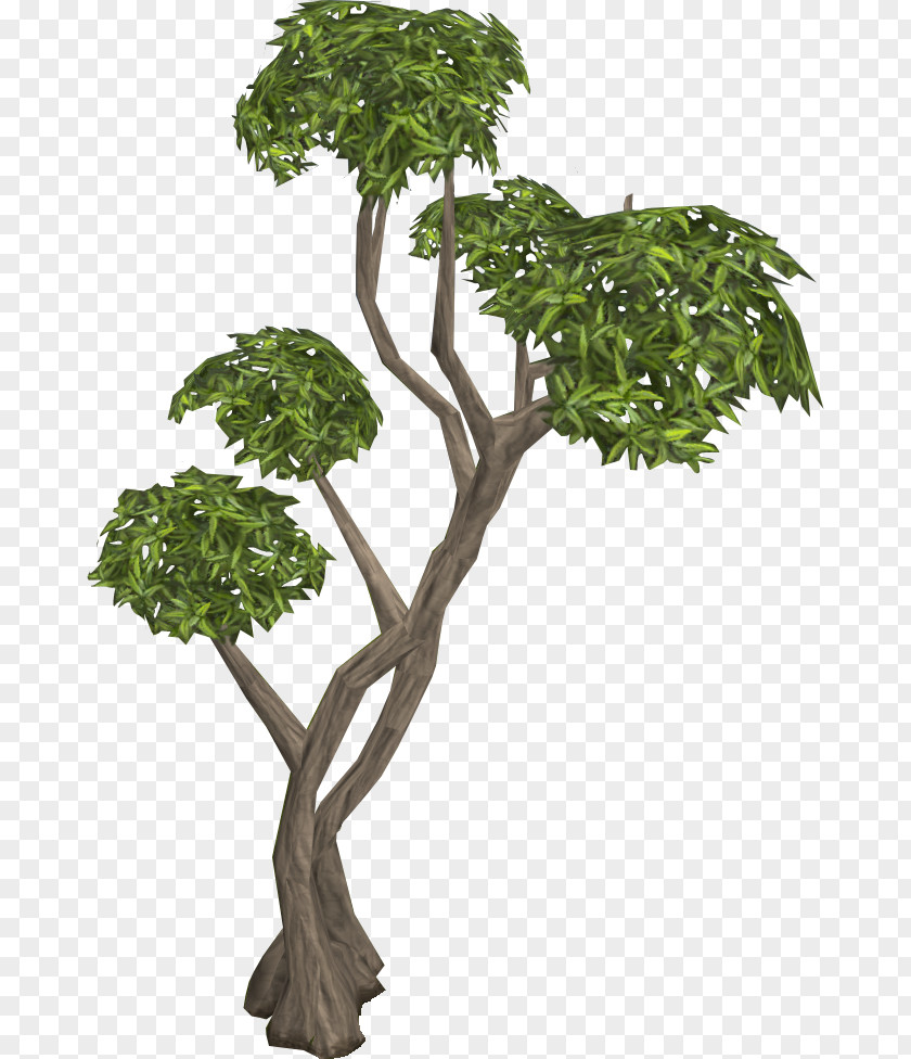 Eucalyptus Rainbow Tree Oak Old School RuneScape Willow PNG