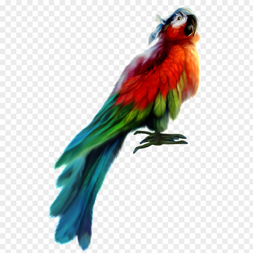 Parrot Gif Fly: Bird Vector Graphics Clip Art PNG