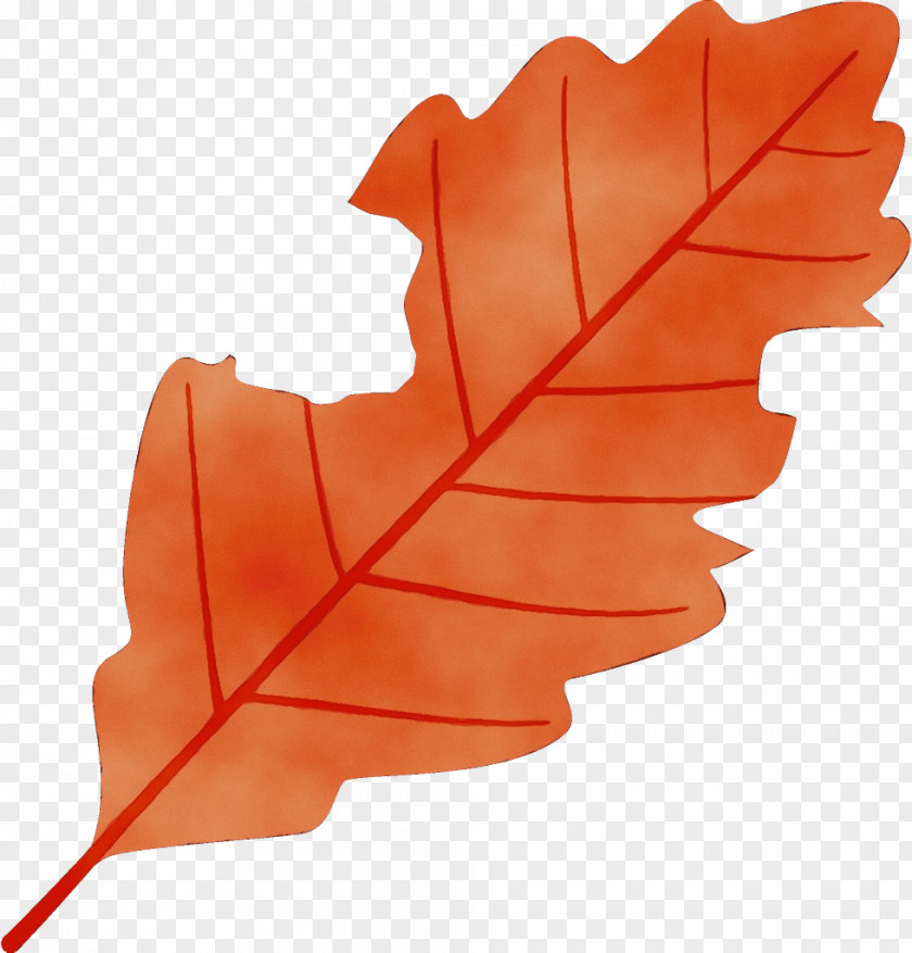 Plane Plant Maple Leaf PNG