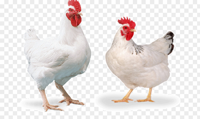 Egg Cornish Chicken Broiler Poultry Farming PNG