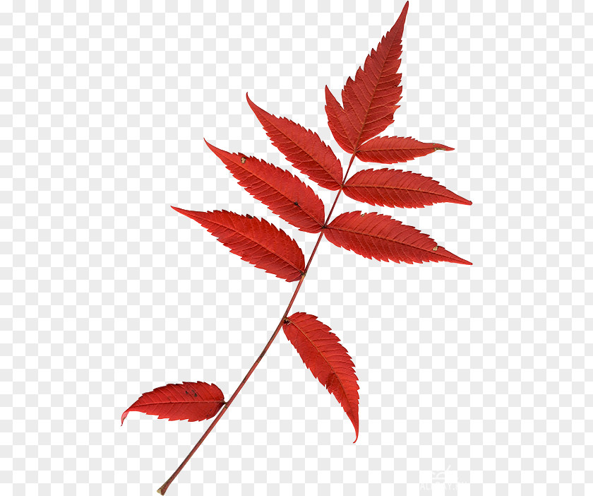 Leaf Twig Clip Art PNG
