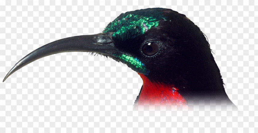 Bird Hummingbird Beak Water Feather PNG