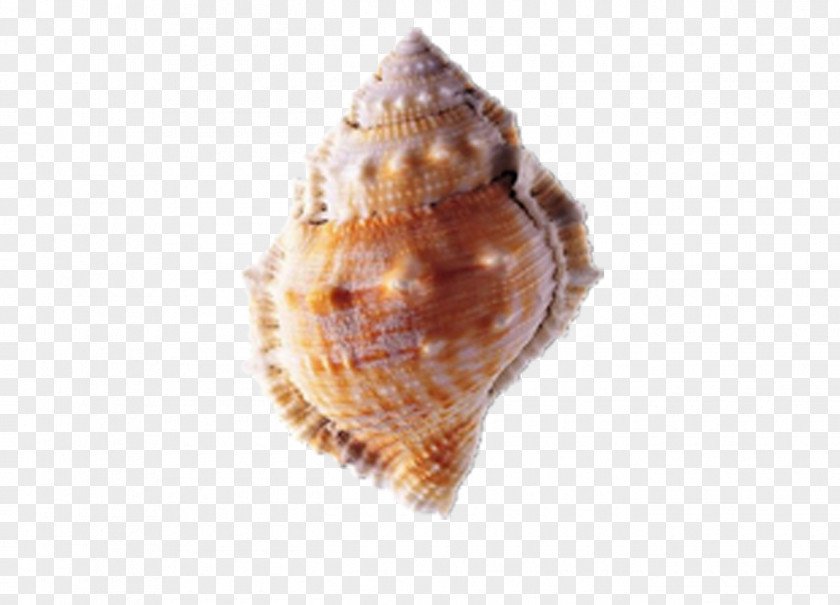 Conch Seashell PNG