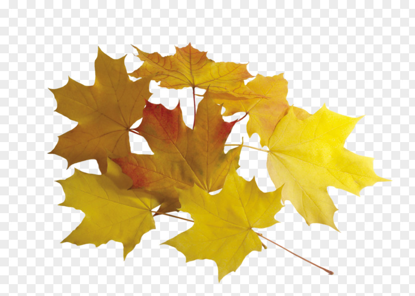 Leaf Autumn Color Image Yellow PNG