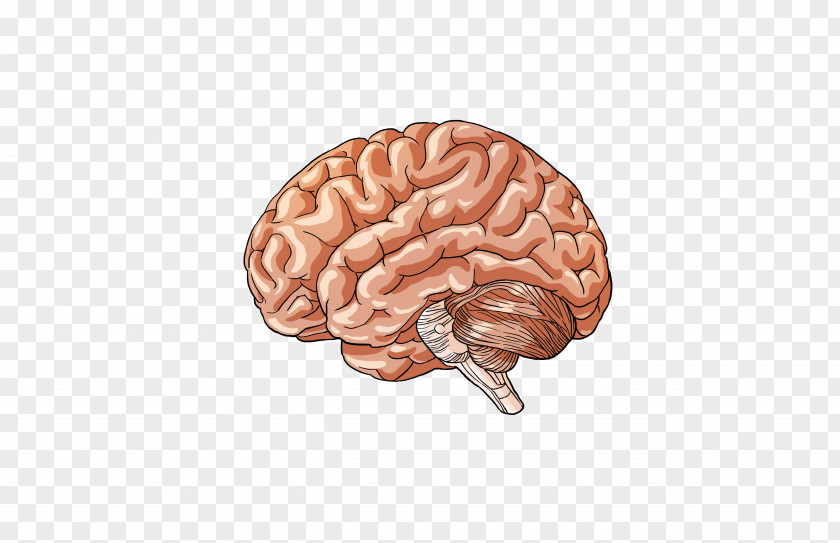 Part Of Body The Female Brain Human PNG