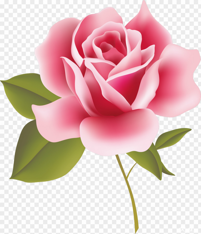 Rose Vector Vintage Roses: Beautiful Varieties For Home And Garden Pink Clip Art PNG