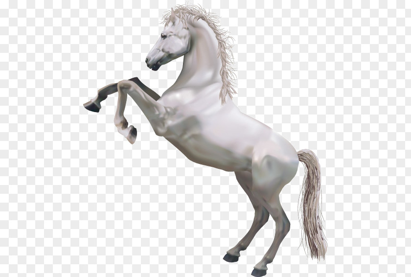 Whitehorse Horse Perseus Pegasus Illustration PNG