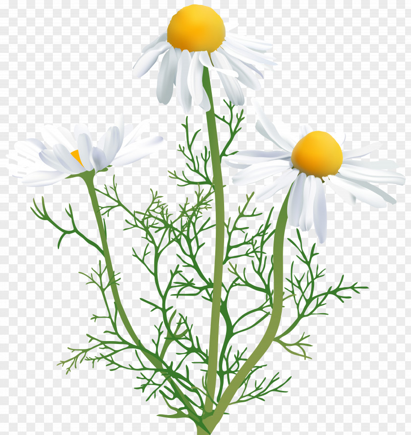 Camomile Transparent Clip Art Chamomile Flower PNG