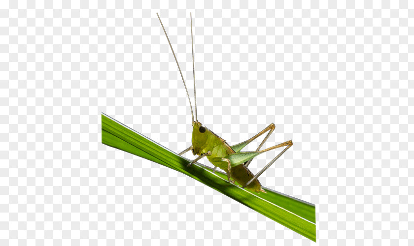 Grasshopper Caelifera Locust PNG