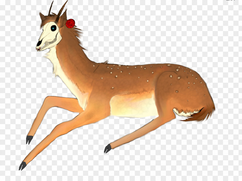 Koya Springbok Gazelle Deer Terrestrial Animal PNG