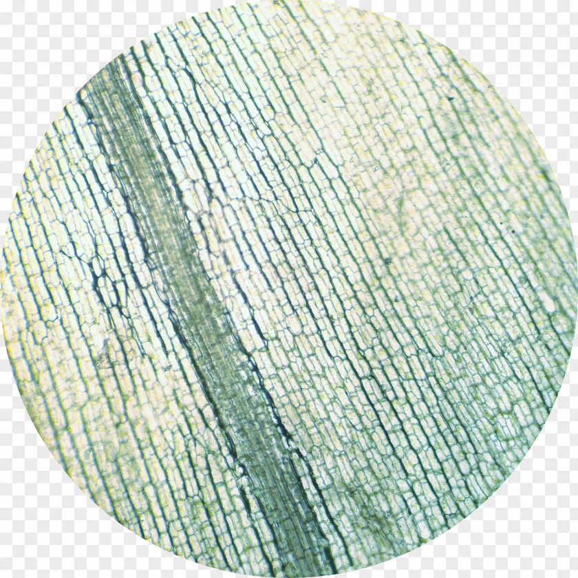 Microscope Elodea Canadensis Cell Chloroplast Xylem PNG