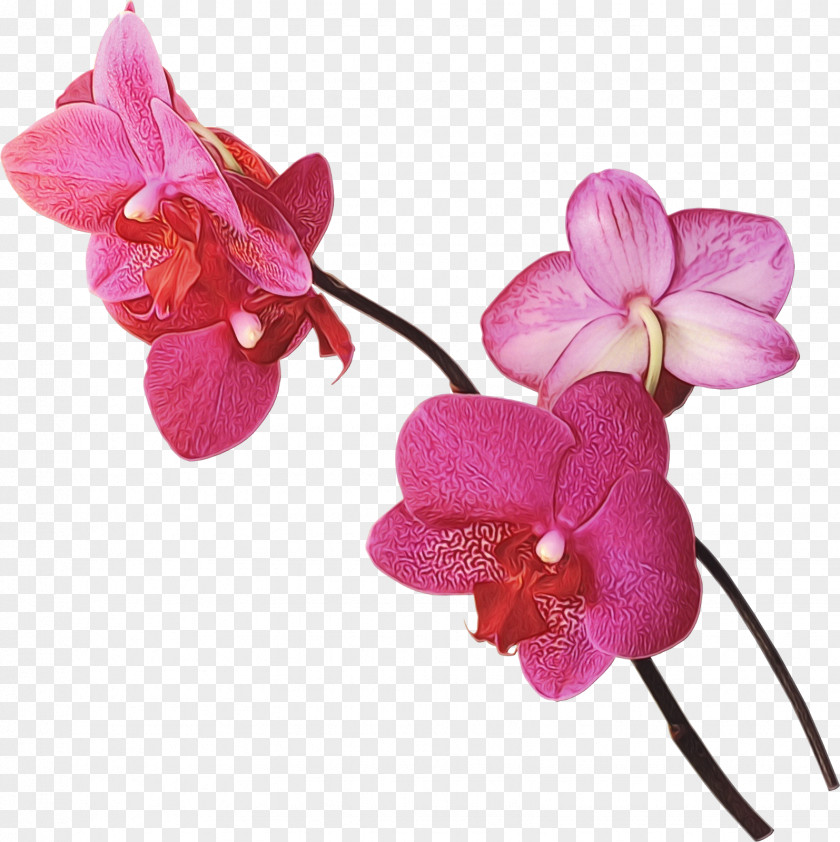 Orchid Cut Flowers Flower Flowering Plant Moth Petal Pink PNG