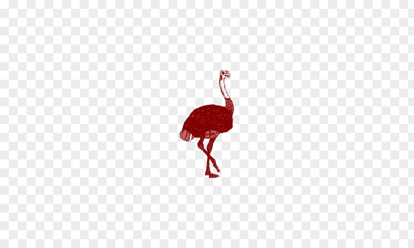 Ostrich Flightless Bird Red Beak Pattern PNG