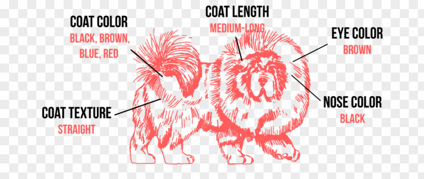 Tibetan Mastiff English Dog Breed Puppy PNG