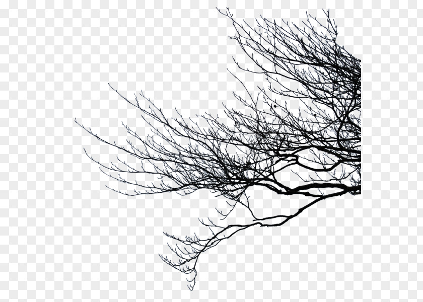 Tree Branch Clip Art PNG