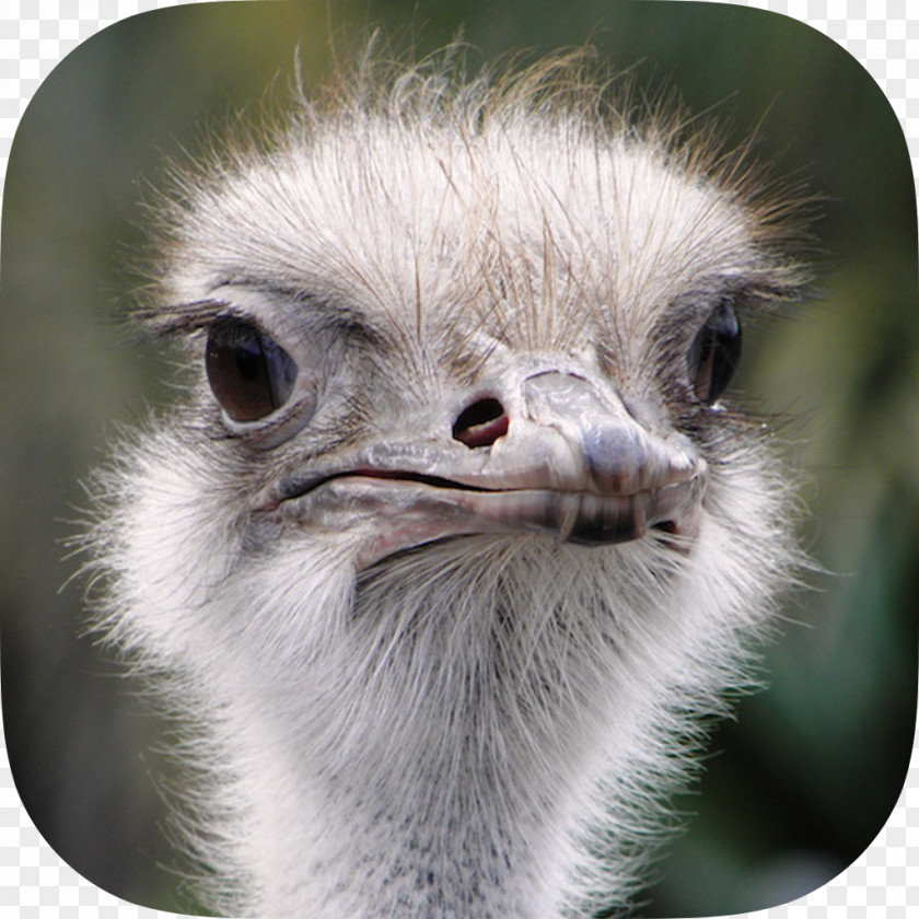 Creative Ostrich Common Bird Horse Animal BiznesTUBE Sp. Z O.o. PNG