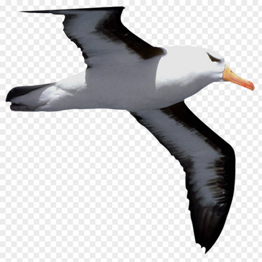 Gull Bird Cygnini Common Falcon Clip Art PNG