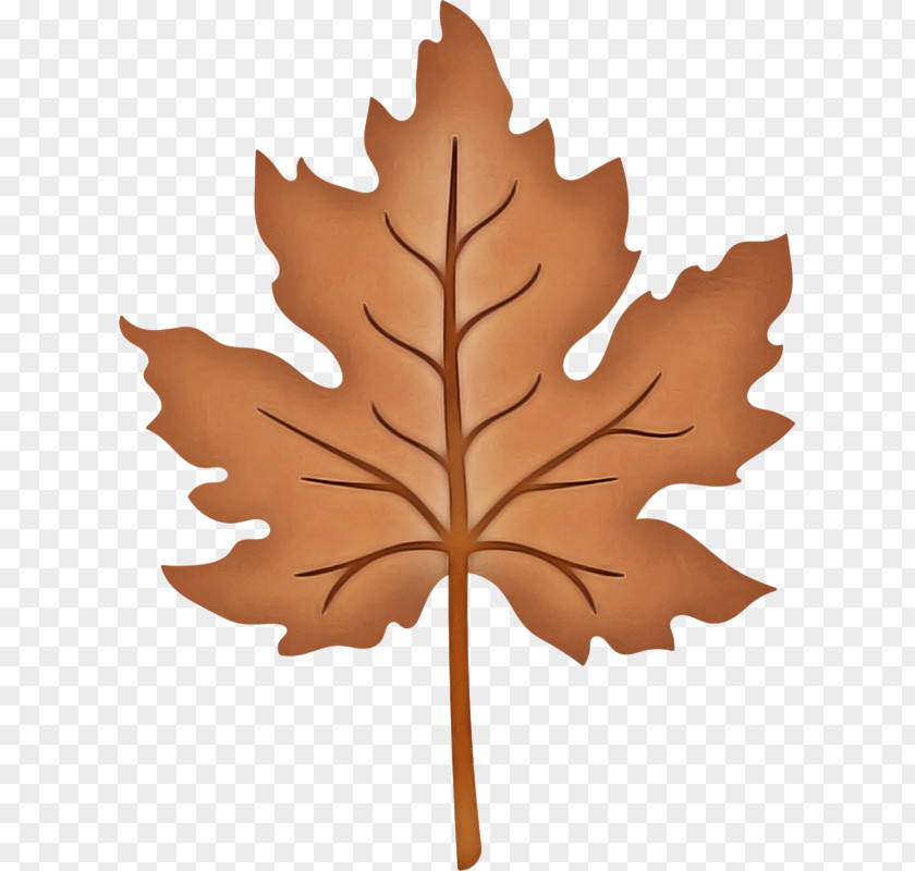 Maple Leaf PNG