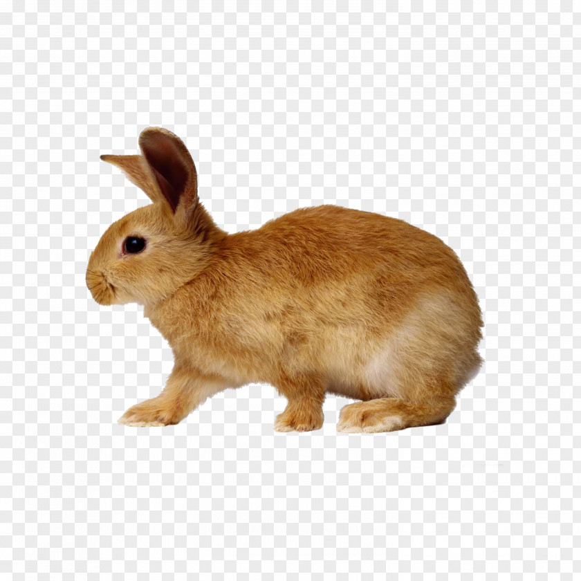 Rabbit Domestic Hare Netherland Dwarf Rex PNG