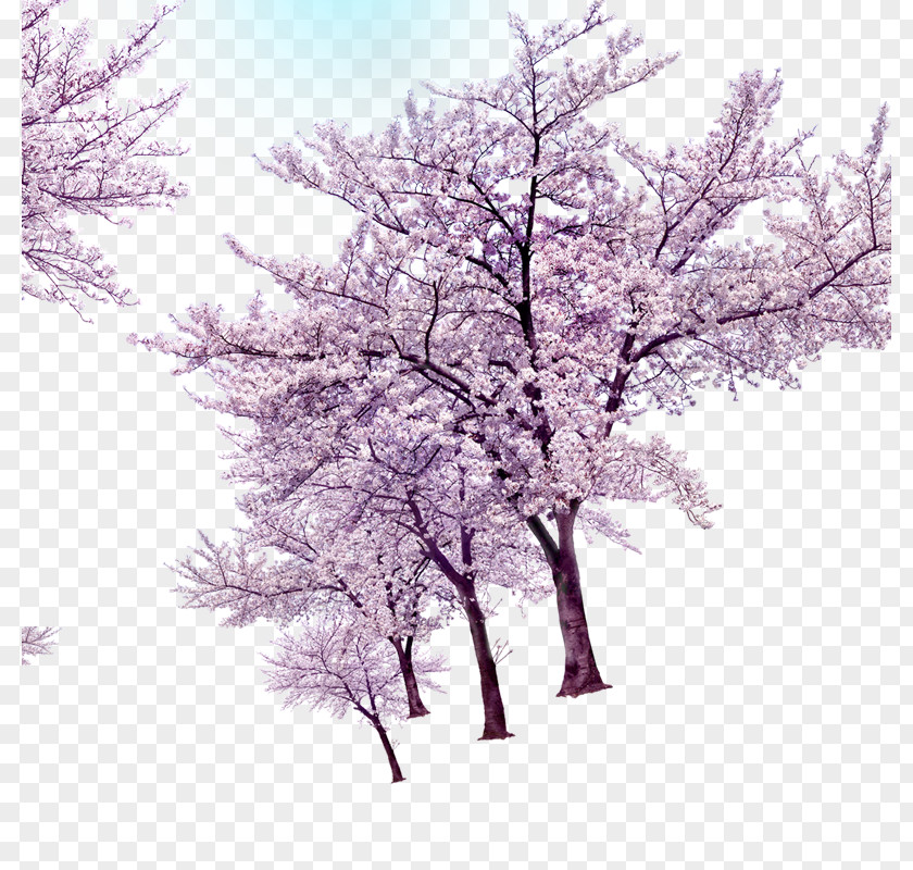 Tree Download Twig Computer File PNG