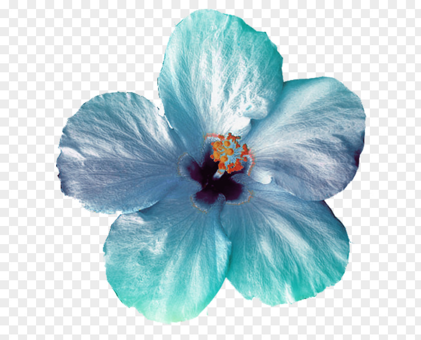 Acuarela Flower Clip Art PNG