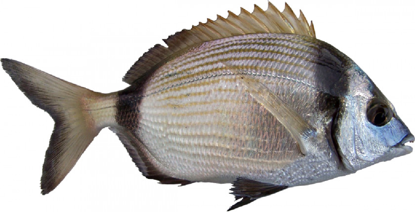Fish Diplodus Vulgaris White Seabream Fishing Black PNG