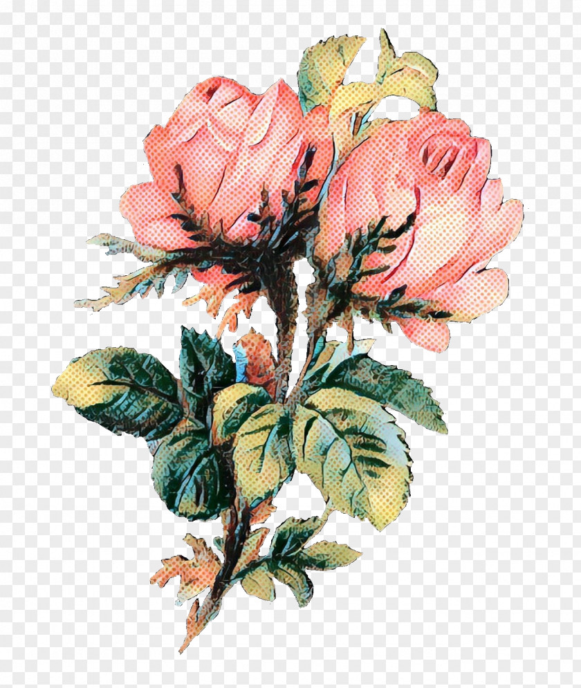 Garden Roses Cabbage Rose Cut Flowers Floral Design PNG