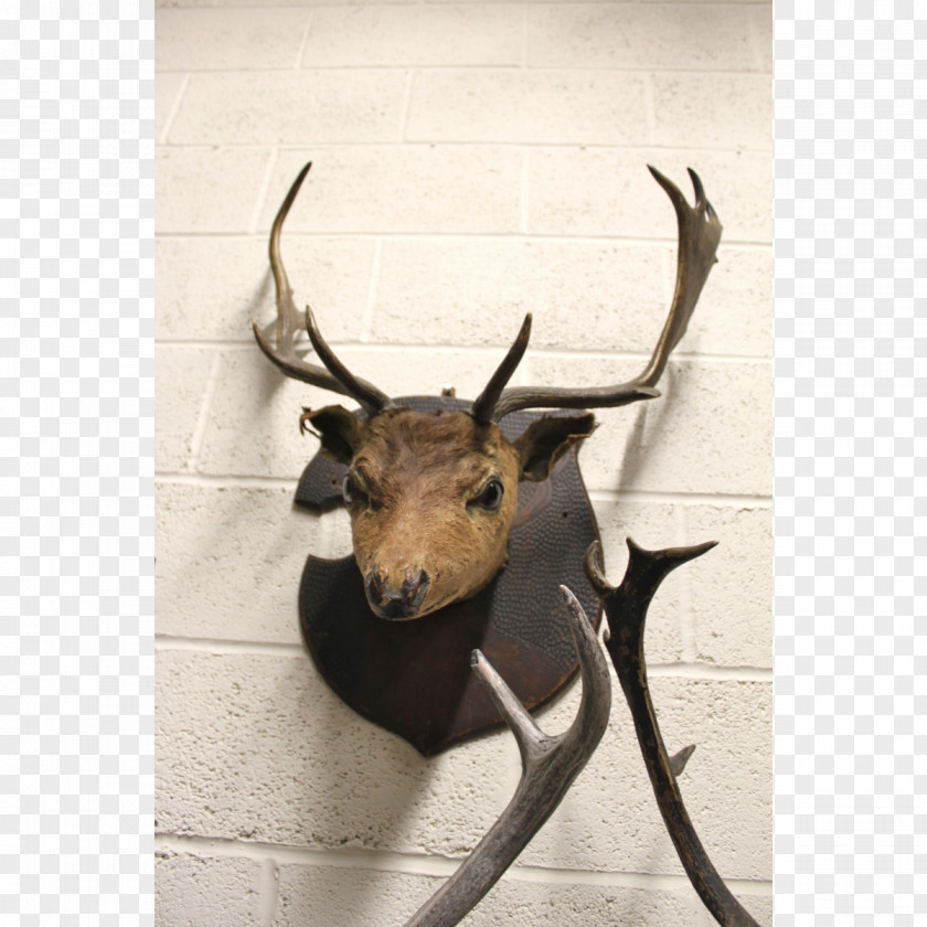 Long Deer Elk Reindeer Trophy Hunting Antelope PNG